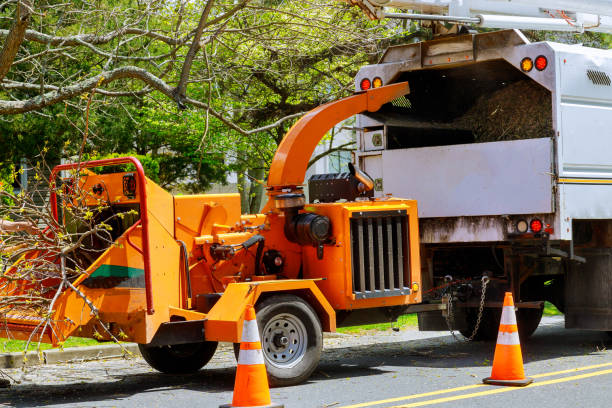  Palm Beach, FL Tree Removal and Landscaping Services Pros